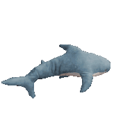 shark
